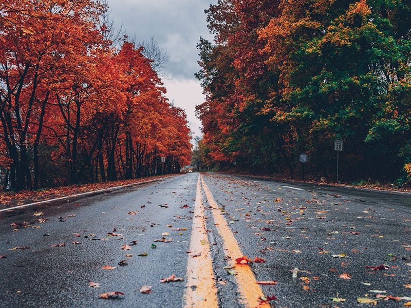 autumn leaves with an asphalt road