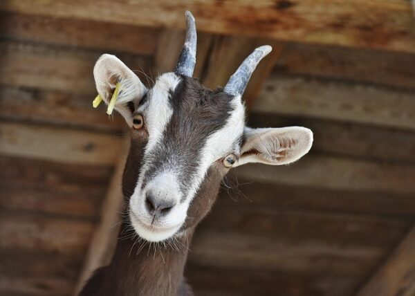 photo of a goat looking at you