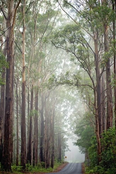 road looking to horizon with trees lining the road on either side